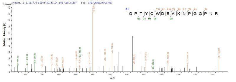 Based on the SEQUEST from database of Yeast host and target protein, the LC-MS/MS Analysis result of this product could indicate that this peptide derived from Yeast-expressed Scytonema varium N/A.Recombinant Scytonema Varium Scytovirin (SVN) Protein (His)