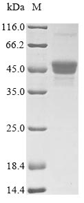 Greater than 90% as determined by SDS-PAGE.Recombinant Candida Albicans Ph-Regulated Antigen Pra1 (PRA1) Protein (His)