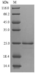 Greater than 90% as determined by SDS-PAGE.Recombinant Avena Sativa Endochitinase Protein (His&Myc)