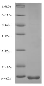 Greater than 90% as determined by SDS-PAGE.Recombinant Dactylis Glomerata Pollen Allergen Dac G 3 Protein (His)