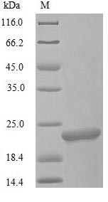 Greater than 85% as determined by SDS-PAGE.Recombinant Oncorhynchus Keta L-Rhamnose-Binding Lectin Csl3 Protein (His)