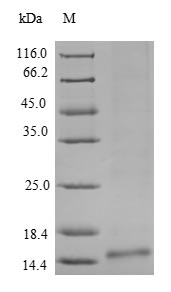 Greater than 90% as determined by SDS-PAGE.