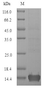 Greater than 90% as determined by SDS-PAGE.