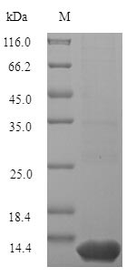 Greater than 90% as determined by SDS-PAGE.