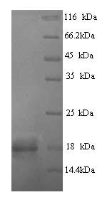 Greater than 90% as determined by SDS-PAGE.