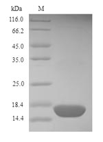 Greater than 90% as determined by SDS-PAGE.