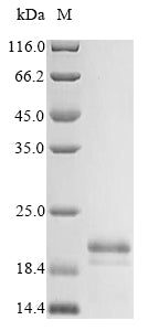 Greater than 85% as determined by SDS-PAGE.Recombinant Bovine Viral Diarrhea Virus Genome Polyprotein Protein (His)