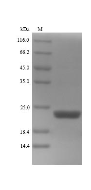 Greater than 90% as determined by SDS-PAGE.