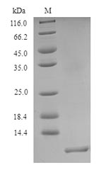 Greater than 90% as determined by SDS-PAGE.Recombinant Ophiostoma Ulmi Cerato-Ulmin (CU) Protein (His)