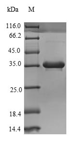 Greater than 90% as determined by SDS-PAGE.Recombinant Human Complement C4-B (C4B) Protein (His)