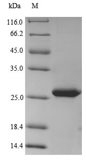 Greater than 90% as determined by SDS-PAGE.Recombinant Hepatitis Delta Virus Genotype I Large Delta Antigen (L-HDAG) Protein (His&Myc)