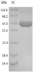 Greater than 90% as determined by SDS-PAGE.Recombinant Mesomycoplasma Hyopneumoniae 46 Kda Surface Antigen (P46) Protein (His)