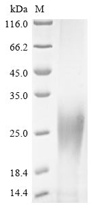 Greater than 85% as determined by SDS-PAGE.