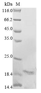 Greater than 90% as determined by SDS-PAGE.