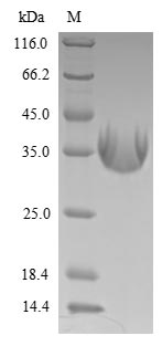 Greater than 90% as determined by SDS-PAGE.
