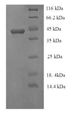 Greater than 90% as determined by SDS-PAGE.Recombinant Mycoplasma Hyopneumoniae 46 Kda Surface Antigen (P46) Protein (His)