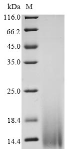 Greater than 90% as determined by SDS-PAGE.