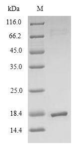 Greater than 90% as determined by SDS-PAGE.