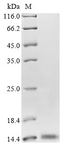 Greater than 90% as determined by SDS-PAGE.