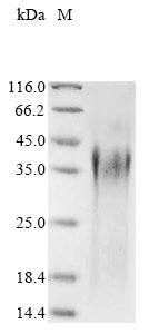 Greater than 90% as determined by SDS-PAGE.Recombinant Candida Albicans Candidapepsin-2 (SAP2) Protein (His)