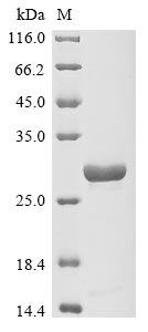 Greater than 85% as determined by SDS-PAGE.