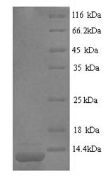 Greater than 90% as determined by SDS-PAGE.Recombinant Conus Striatus Con-Ikot-Ikot (CII) Protein (His)