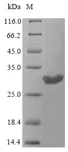 Greater than 90% as determined by SDS-PAGE.Recombinant Cryptococcus Neoformans Var. Neoformans Serotype D Orotate Phosphoribosyltransferase (URA5) Protein (His&Myc)