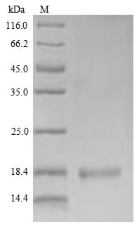 Greater than 90% as determined by SDS-PAGE.Recombinant Mouse Lymphocyte Antigen 6C1 (LY6C1) Protein (His)