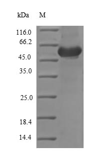 Greater than 90% as determined by SDS-PAGE.Recombinant Chicken Ovoinhibitor (OIH) Protein (His)