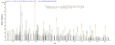 Based on the SEQUEST from database of Yeast host and target protein, the LC-MS/MS Analysis result of this product could indicate that this peptide derived from Yeast-expressed strain Mouse/Sierra Leone/Josiah/1976)(LASV) N.Recombinant Lassa Virus Nucleoprotein (N) Protein (His)