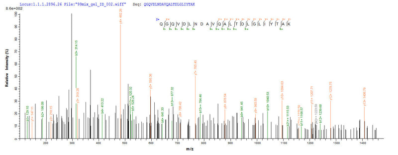 Based on the SEQUEST from database of Yeast host and target protein, the LC-MS/MS Analysis result of this product could indicate that this peptide derived from Yeast-expressed strain Mouse/Sierra Leone/Josiah/1976)(LASV) N.Recombinant Lassa Virus Nucleoprotein (N) Protein (His)