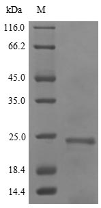 Greater than 85% as determined by SDS-PAGE.Recombinant Hordeum Vulgare Dehydrin Dhn1 (DHN1) Protein (His&Myc)