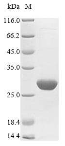 Greater than 90% as determined by SDS-PAGE.Recombinant Abrus Precatorius Abrin-A Protein (His)