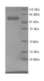 Greater than 90% as determined by SDS-PAGE.