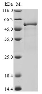 Greater than 90% as determined by SDS-PAGE.Recombinant Bacillus Megaterium Bifunctional Cytochrome P450/Nadph--P450 Reductase (CYP102A1) Protein (His)