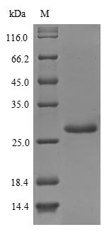Greater than 90% as determined by SDS-PAGE.Recombinant Helicobacter Pylori Urease Subunit Alpha (UREA) Protein (His)