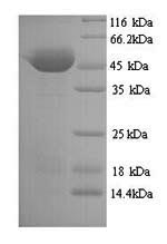 Greater than 90% as determined by SDS-PAGE.