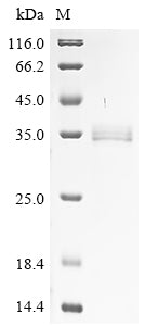 Greater than 90% as determined by SDS-PAGE.