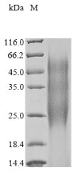 Greater than 90% as determined by SDS-PAGE.Recombinant Enterobacter Agglomerans Ice Nucleation Protein (ICEE) Protein (His)