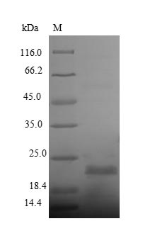 Greater than 90% as determined by SDS-PAGE.Recombinant Streptomyces Hygroscopicus Phosphinothricin N-Acetyltransferase (BAR) Protein (His)