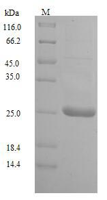 Greater than 90% as determined by SDS-PAGE.Recombinant Human Cytomegalovirus Uncharacterized Protein Ul128 (UL128) Protein (His)