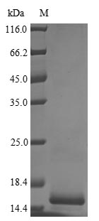 Greater than 90% as determined by SDS-PAGE.Recombinant Human Cytomegalovirus Uncharacterized Protein Ul128 (UL128)