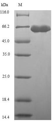 Greater than 90% as determined by SDS-PAGE.Recombinant Arabidopsis Thaliana Acetolactate Synthase, Chloroplastic (ALS) Protein (His)
