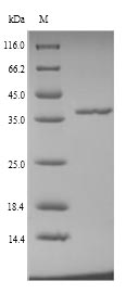 Greater than 90% as determined by SDS-PAGE.Recombinant Aedes Aegypti 37 Kda Salivary Gland Allergen Aed A 2 (D7) Protein (His)