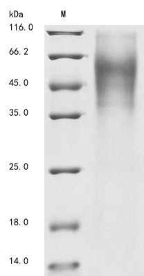 Greater than 85% as determined by SDS-PAGE.Recombinant Vaccinia Virus Protein B5 (PS/HR) Protein (His)