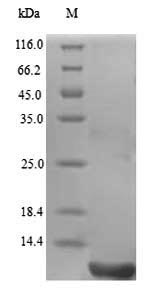 Greater than 90% as determined by SDS-PAGE.Recombinant Gloydius Blomhoffii Disintegrin Halysin Protein (His)