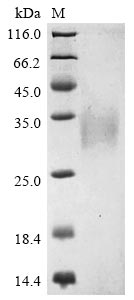 Greater than 90% as determined by SDS-PAGE.