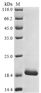 Greater than 90% as determined by SDS-PAGE.
