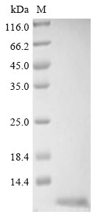 Greater than 85% as determined by SDS-PAGE.Recombinant Methanothermus Fervidus Dna-Binding Protein Hmf-2 (HMFB) Protein (His)