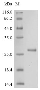 Greater than 90% as determined by SDS-PAGE.Recombinant Mouse Interferon-Activable Protein 204 (IFI204) Protein (His)